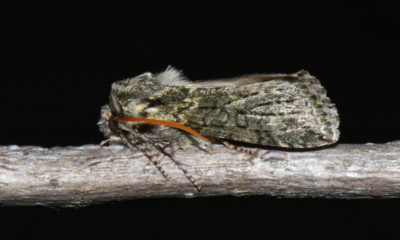 Da Id. : Polyploca ridens - Drepanidae